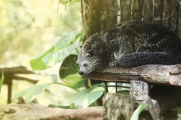 A binturong (Arctictis binturong), or bear cat, relaxes in a tree house.