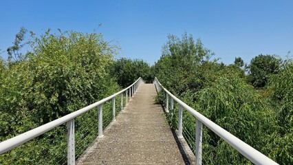 Elevated Pedestrian Bridge Through Dense Forest – Blue Sky and Nature Trail