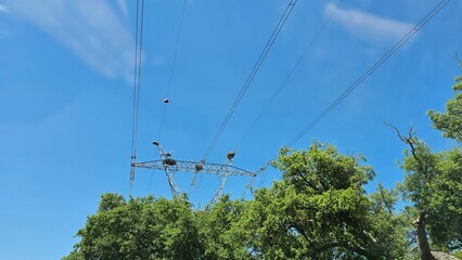 High Voltage Tower with Bird Nests – Power Lines and Nature Coexistence