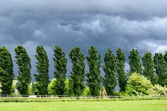 Albero nella tempesta