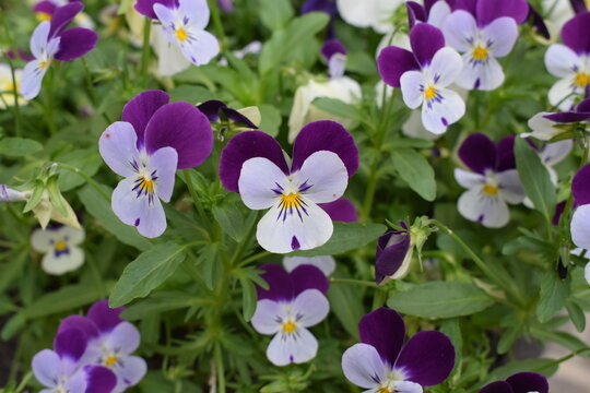 Fiori viola e bianco