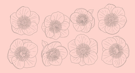 Elegant Line Art Floral Design Eight Delicate Blooms in a Soft Pink Palette