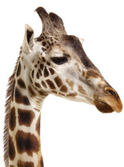 Naklejka premium Giraffe head profile view eating, isolated on a white background, png, transparent