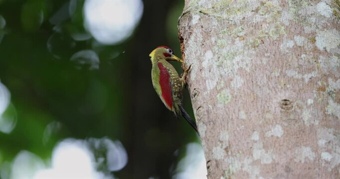 Two colorful woodpeckers perched on a weathered tree trunk, showcasing their vibrant plumage against the natural backdrop.