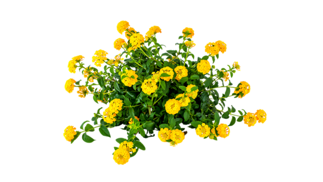 Vibrant yellow lantana flowers and green leaves isolated on transparent background