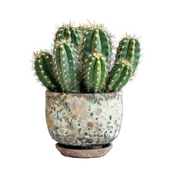 A small cactus plant in a speckled, rustic-style pot