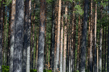 Fototapeta premium trees in the forest, smitingen,härnösand,,stockholm,sverige, norrland,sweden,summer