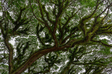A majestic Rain Tree canopy in Mossman, Queensland, Australia, spreads wide with dense, green foliage, filtering sunlight and creating a serene, shaded sanctuary beneath its sprawling limbs