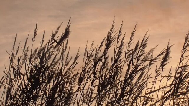Common Reeds (Phragmites australis) Swaying in the Wind Against a Sunrise or Sunset Sky