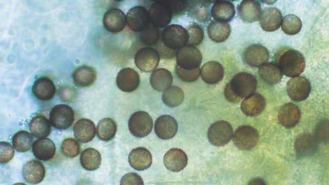 Slime mold spores in large magnification with visible surface details