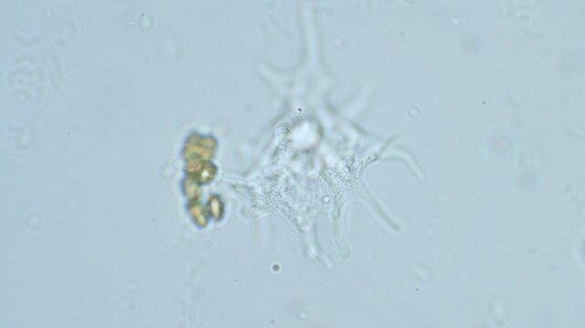 Slime mold amoeba in high magnification in motion