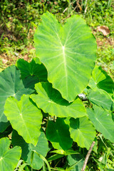 生い茂るサトイモの葉