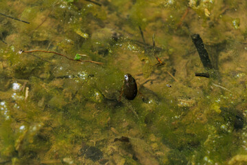水田に生きるゲンゴロウ