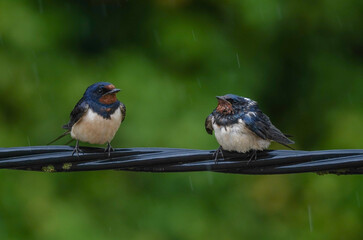 Barn Swallows under the summer rain, Spain