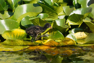 Common moorhen chick, Gallinula chloropus