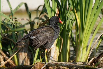 Common moorhen adult, Gallinula chloropus