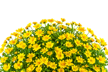 Vibrant yellow daisy flowers with green leaves isolated on transparent background