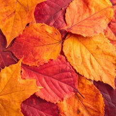 Fototapeta premium Autumn Leaves Pile with Vivid Red and Orange Color in Overhead Flatlay Style