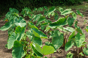 生い茂るサトイモの葉