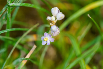 可憐なヒメヤブランの花