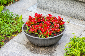 Red flowering plants displayed in dark metal planter bowl placed on concrete surface in modern...