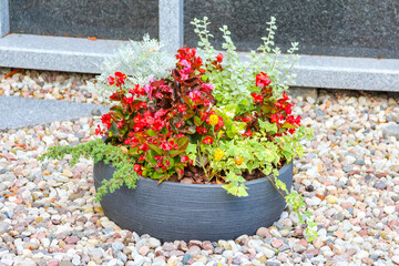 Vibrant red flowering plants in black decorative planter positioned on pebble stone surface in...