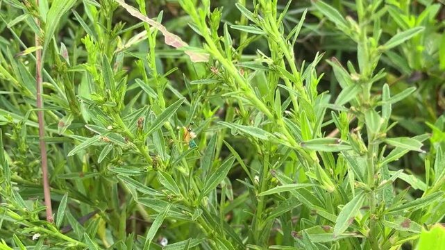 A close-up shot of a grasshopper hiding among green bushes and dense foliage. The insect blends seamlessly into its surroundings, showcasing its natural camouflage in the wild.