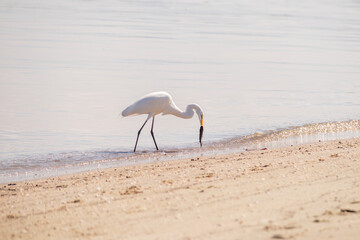 heron feeding on fish on paqueta island in rio de janeiro.