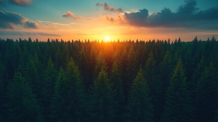 Obraz premium Sunset over evergreen forest