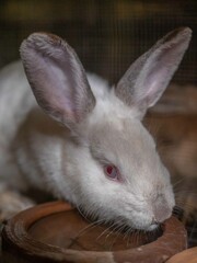close up of a California white rabbit drinking water from a clay pot