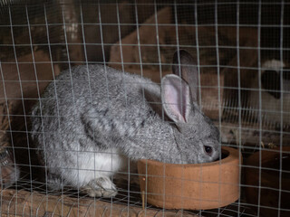 chinchilla grey rabbit eating pellets from a clay port in a cage