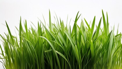 Fototapeta premium grass isolated on white