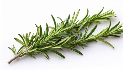 Fototapeta premium rosemary sprig isolated white background high resolution herb image culinary rosemary aromatic plant photography
