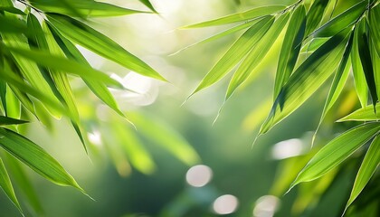 lush green bamboo leaves with soft background and natural light