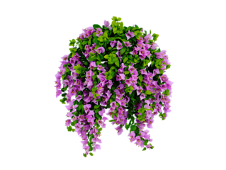 Cascading pink bougainvillea flowers with green leaves isolated on transparent background