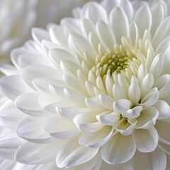 white dahlia flower