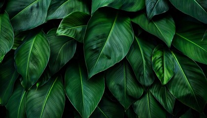 deep green leaves nature close up