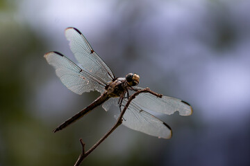 dragonfly on a branch