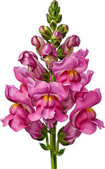 A Pink Snapdragon Stem with oil painting
