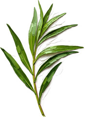 Obraz premium A Sprig of Fresh Tarragon with oil painting