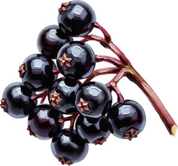 A Cluster of Elderberries with oil painting
