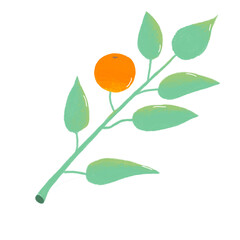 orange flower isolated on white