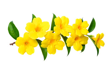 Branch of vibrant yellow allamanda flowers with green leaves isolated on transparent background