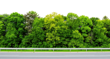 Lush green trees line a roadside with a gray asphalt road and metal guardrail. Perfect for backgrounds and designs.