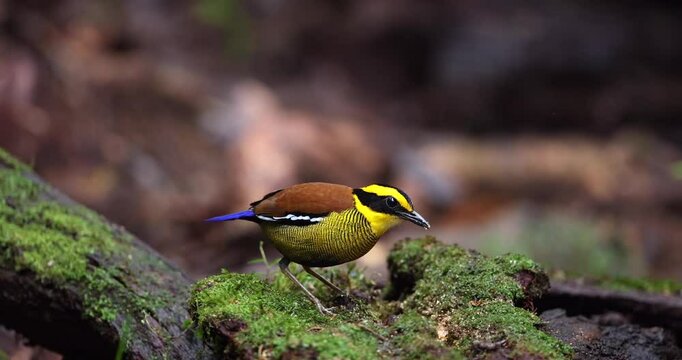 Bornean Banded Pitta (Pitta schwaneri) in its lush rainforest habitat and making it a true jewel of the Bornean rainforests.
