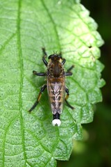 A male Promachus yesonicus. It is 2-3cm long, has yellow hairs all over its body, and catches and...
