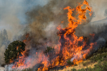 Forest fire raging through dry vegetation and trees in a mountainous area during daylight hours