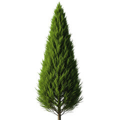 A slender, conical italian cypress tree with vibrant green foliage. Use this tree in landscape designs.