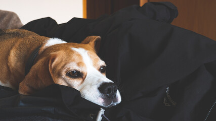 Beagle dog face cute sleeping lying down