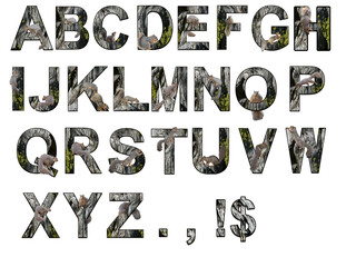 English alphabet capital letters made from photos of wood, moss and squirrels